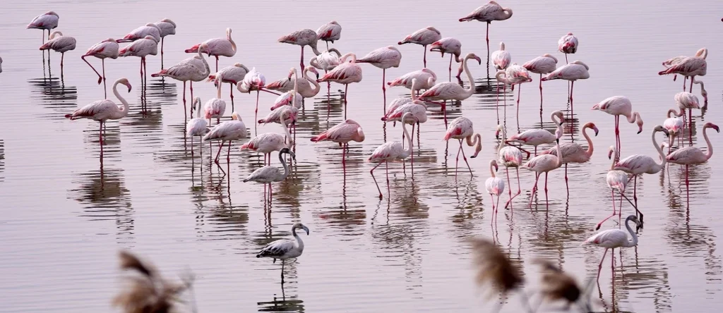 Al Wathba Wetland Reserve