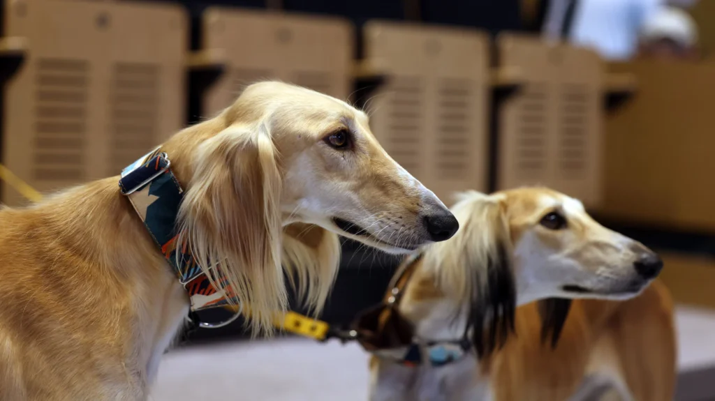 Arabian Saluki Centre