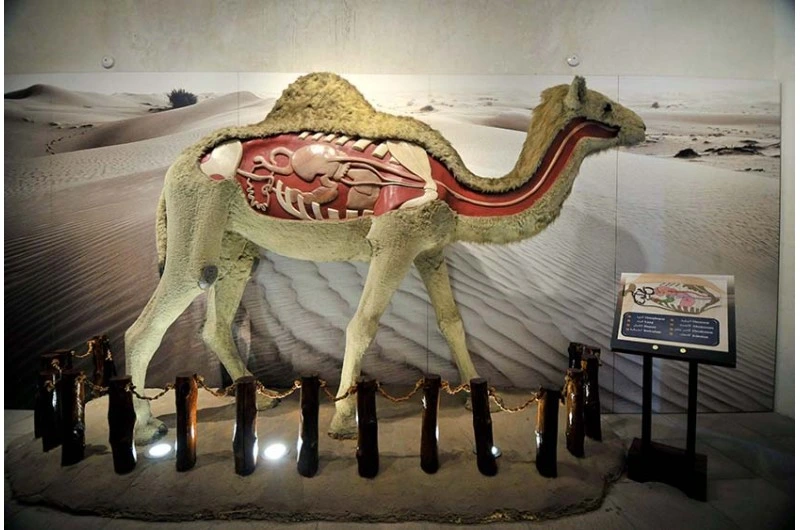 Camel Museum