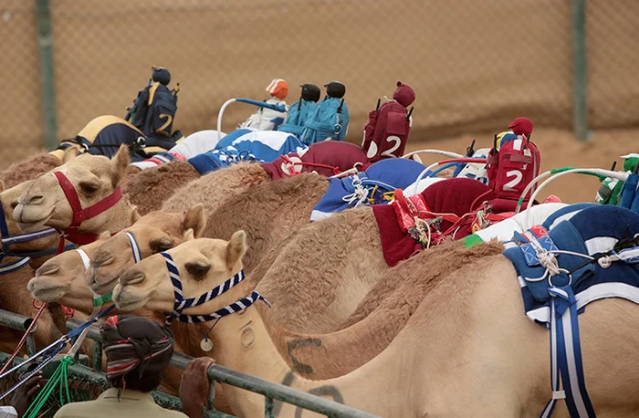 Camel Racing with Robot Jockeys