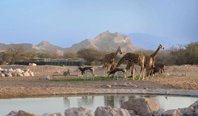 Al Ain Zoo