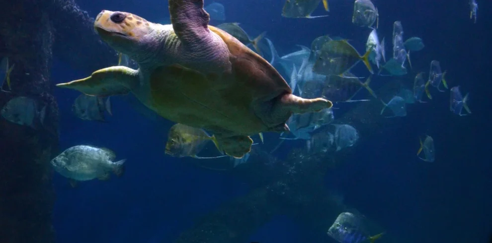 Dubai Aquarium and Underwater Zoo at Dubai Mall 9 താമരയോ ടാബിയോ ഉള്ള അണ്ടർവാട്ടർ അക്വേറിയം ദുബായ് മാൾ